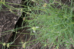 Leucas lavandulifolia
